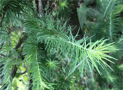 华北落叶松资料介绍,老花匠带你认识华北落叶松-图片3