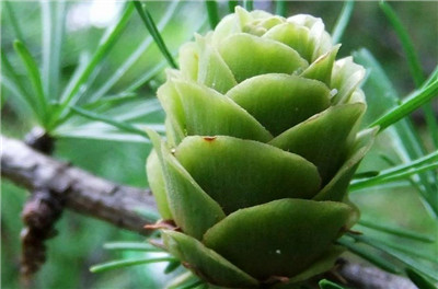 长白落叶松资料介绍，老花匠带你认识长白落叶松-图片3