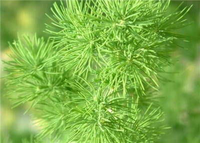 蓬莱松资料介绍，老花匠带你认识蓬莱松-图片3