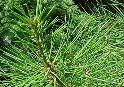 白皮松资料介绍,老花匠带你认识白皮松-图片3