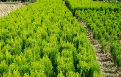 洒金柏资料介绍，老花匠带你认识洒金柏-图片3