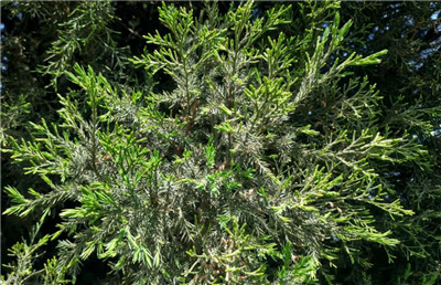 塔柏资料介绍，老花匠带你认识塔柏-图片3