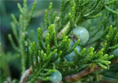 沙地柏资料介绍,老花匠带你认识沙地柏-图片3