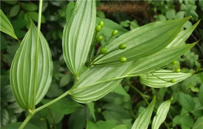 龟甲竹资料介绍，老花匠带你认识龟甲竹-图片3