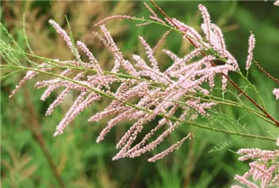 柽柳资料介绍，老花匠带你认识柽柳-图片3