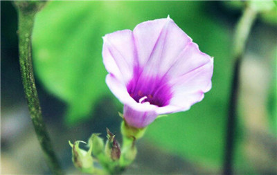牵牛花的花语和寓意是什么，牵牛花的象征意义有哪些