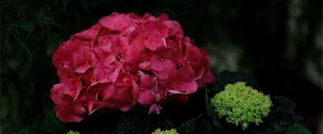 绣球花花语是什么